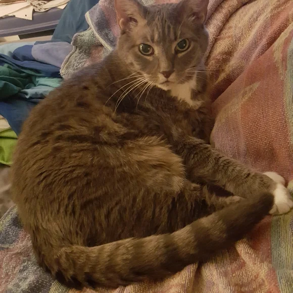 THIS CLOSET - Picture 8 of 8